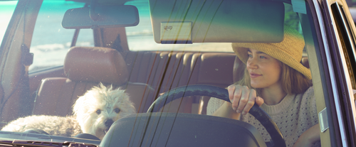 Selecting the Perfect Car Scent: An Informal Guide