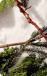 FROSTED SPRUCE