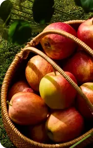 APPLE PICKING