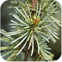 Cedar Atlas