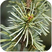 Cedar Atlas