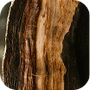 Cedar