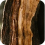 Cedarwood
