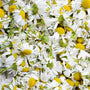 Chamomile