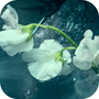 Moon Flower