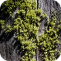 Moss
