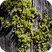 Moss