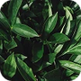 Mountain Greens