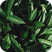Mountain Greens