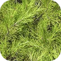 Mountain Pine