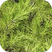 Mountain Pine