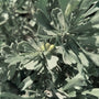 sage