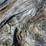 white cedar