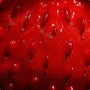Wild Strawberry