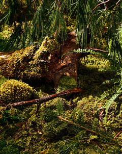 Pine